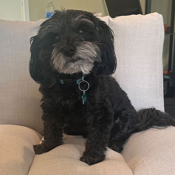 ozzie