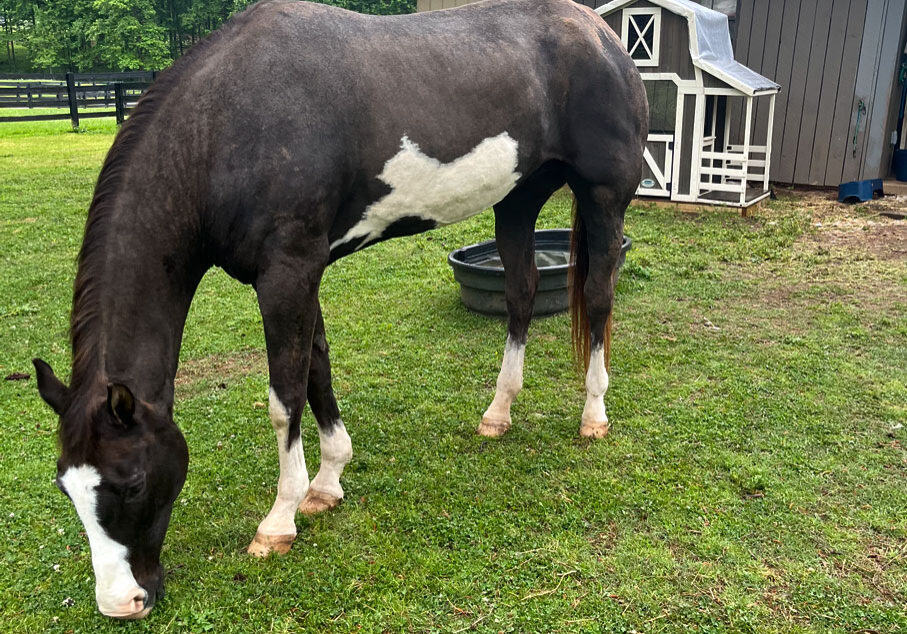 holly the horse