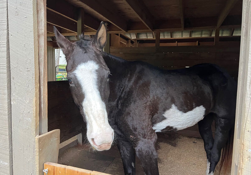 holly the horse at hidden gem farm